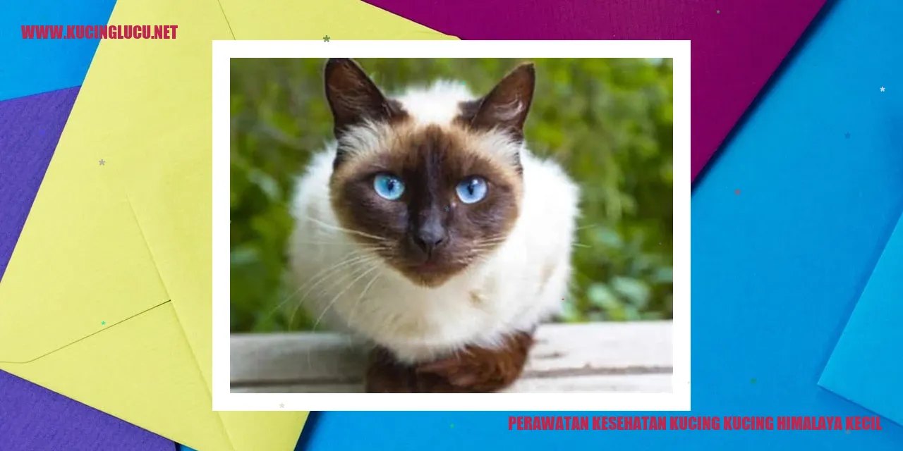 Gambar Kucing Himalaya Kecil