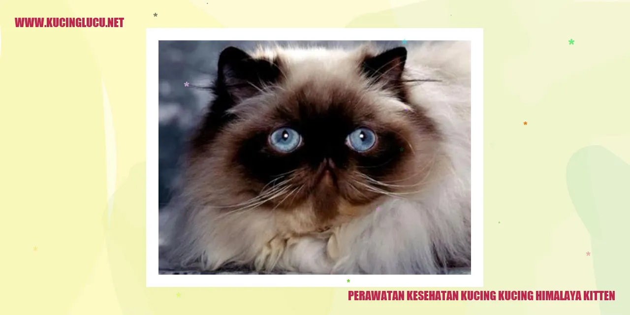 Gambar Kucing Kitten Himalaya