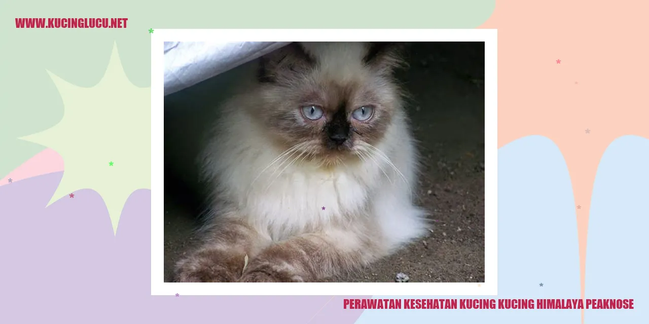 Perawatan Kesehatan Kucing Himalaya Peaknose
