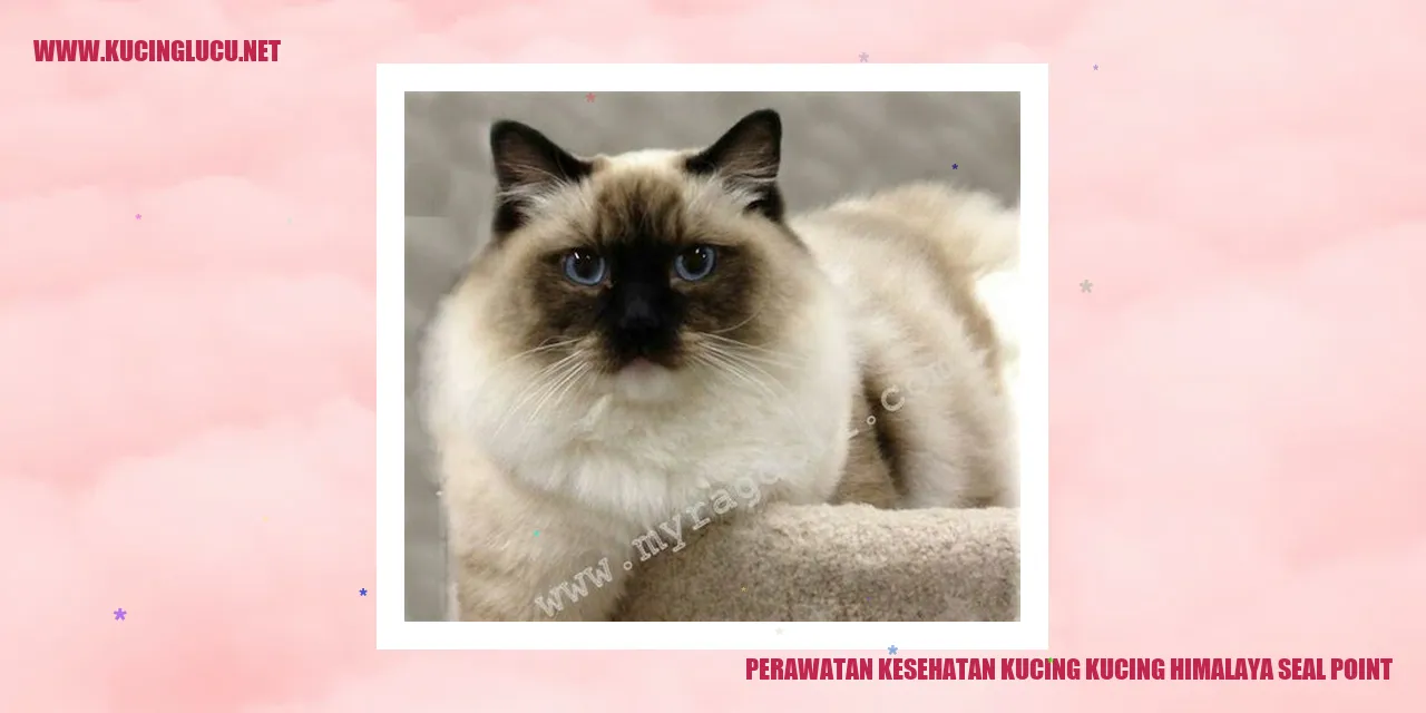 Perawatan Kucing Himalaya Seal Point