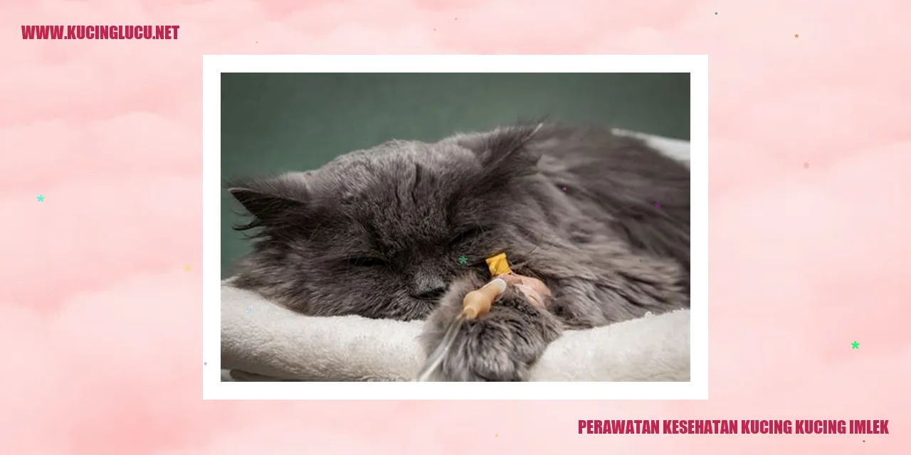 Perawatan Kesehatan Kucing Kucing Imlek
