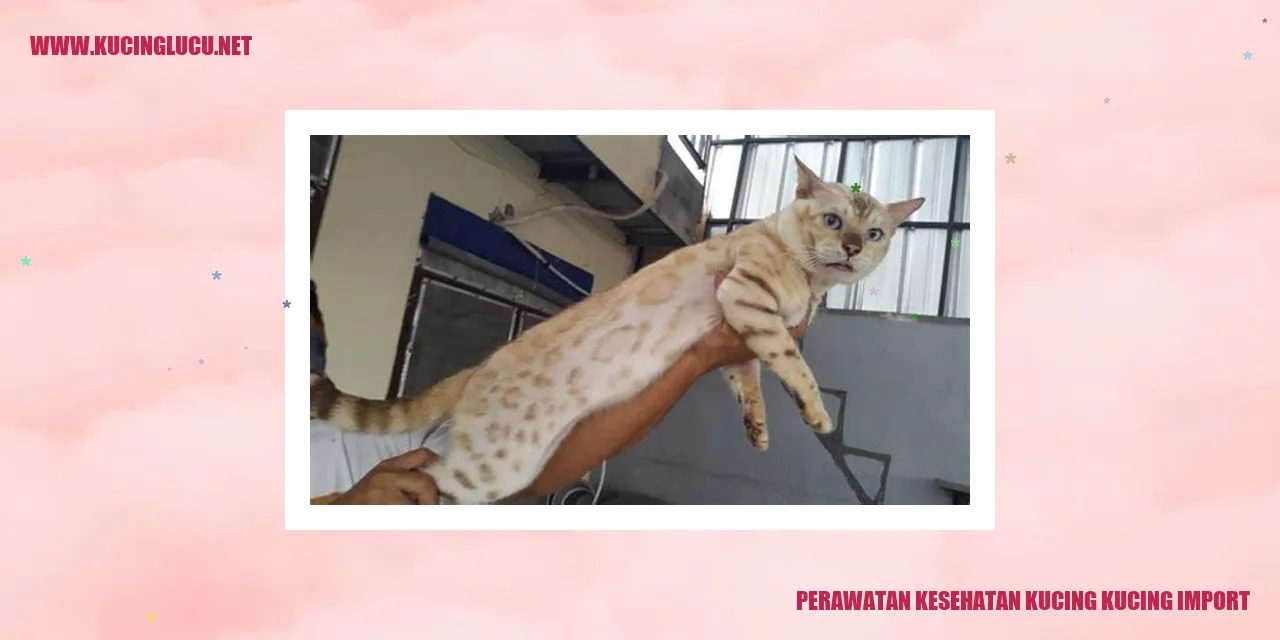 Perawatan Kesehatan Kucing Import