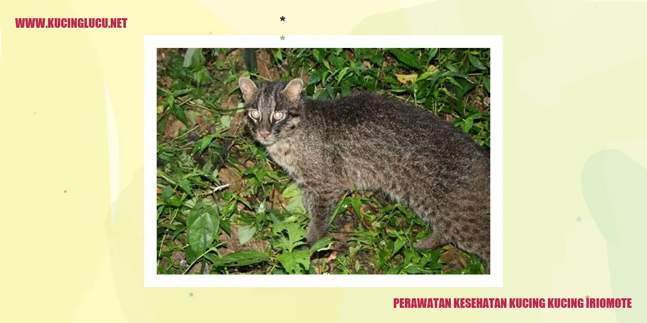 Perawatan Kesehatan Kucing Iriomote