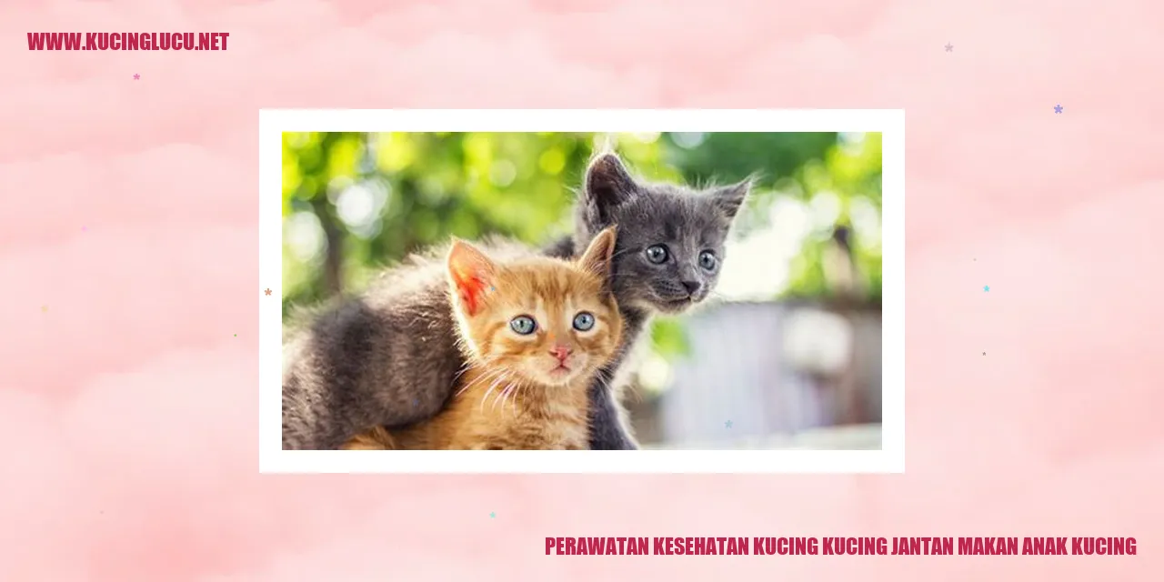Kucing jantan makan anak kucing
