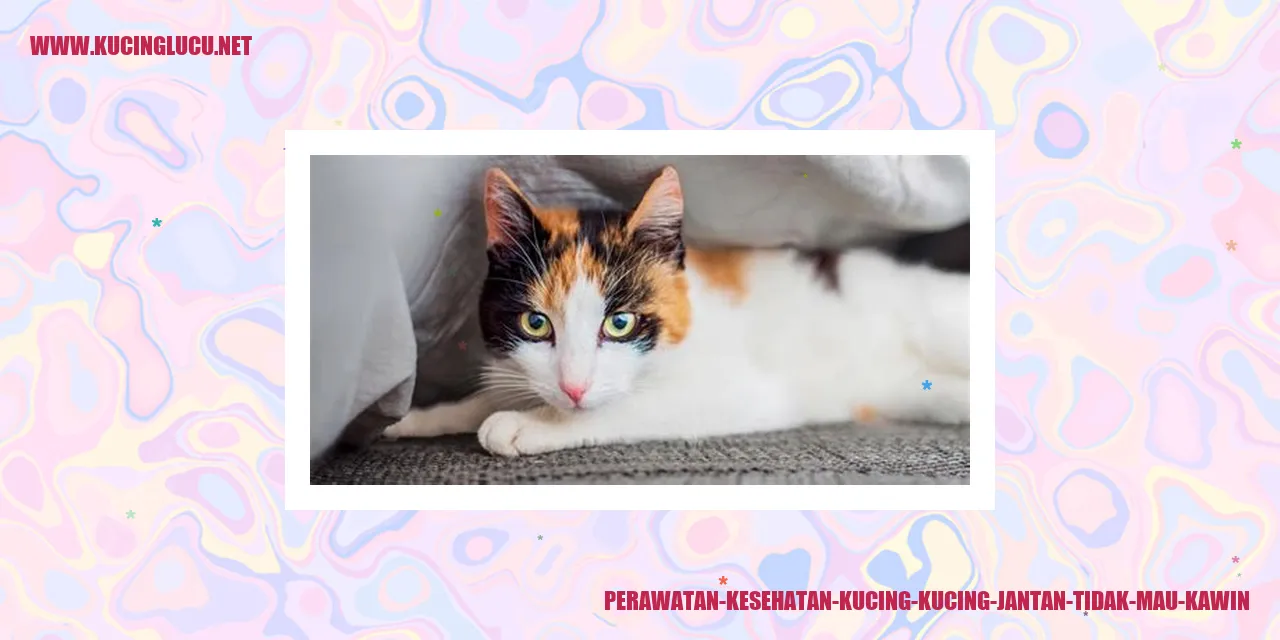Kucing jantan yang tidak mau kawin