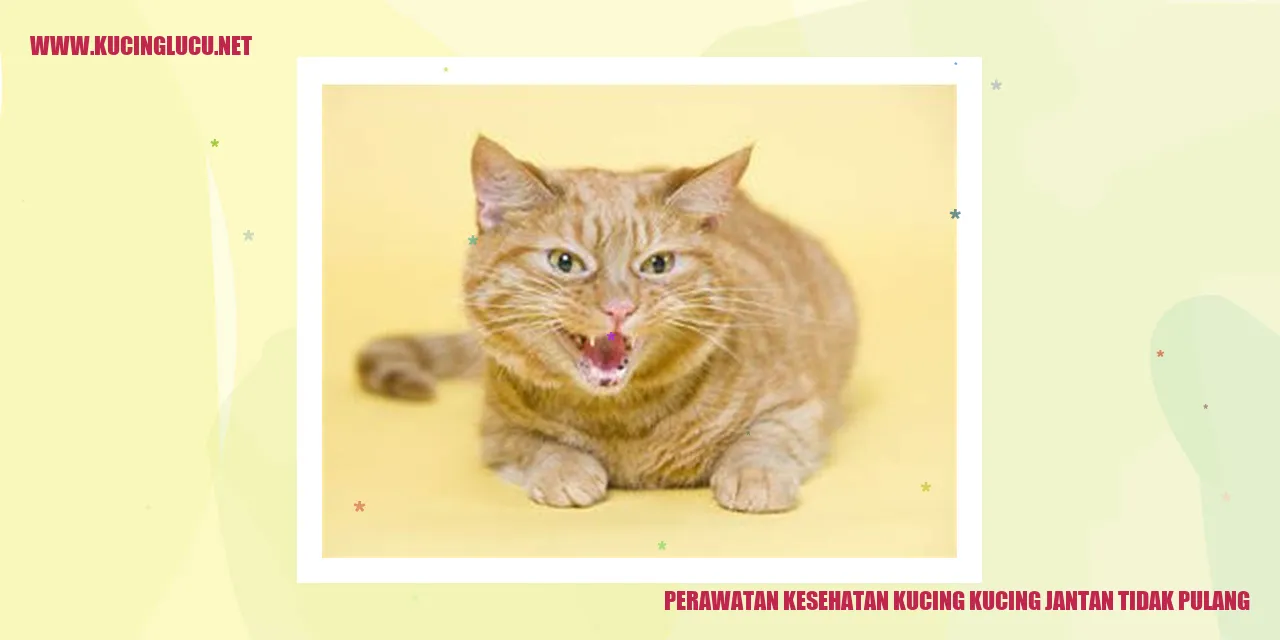 Perawatan Kesehatan Kucing Kucing Jantan Tidak Pulang