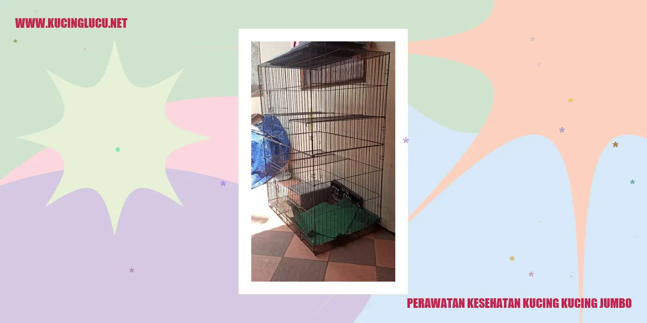 Perawatan Kesehatan Kucing kucing jumbo