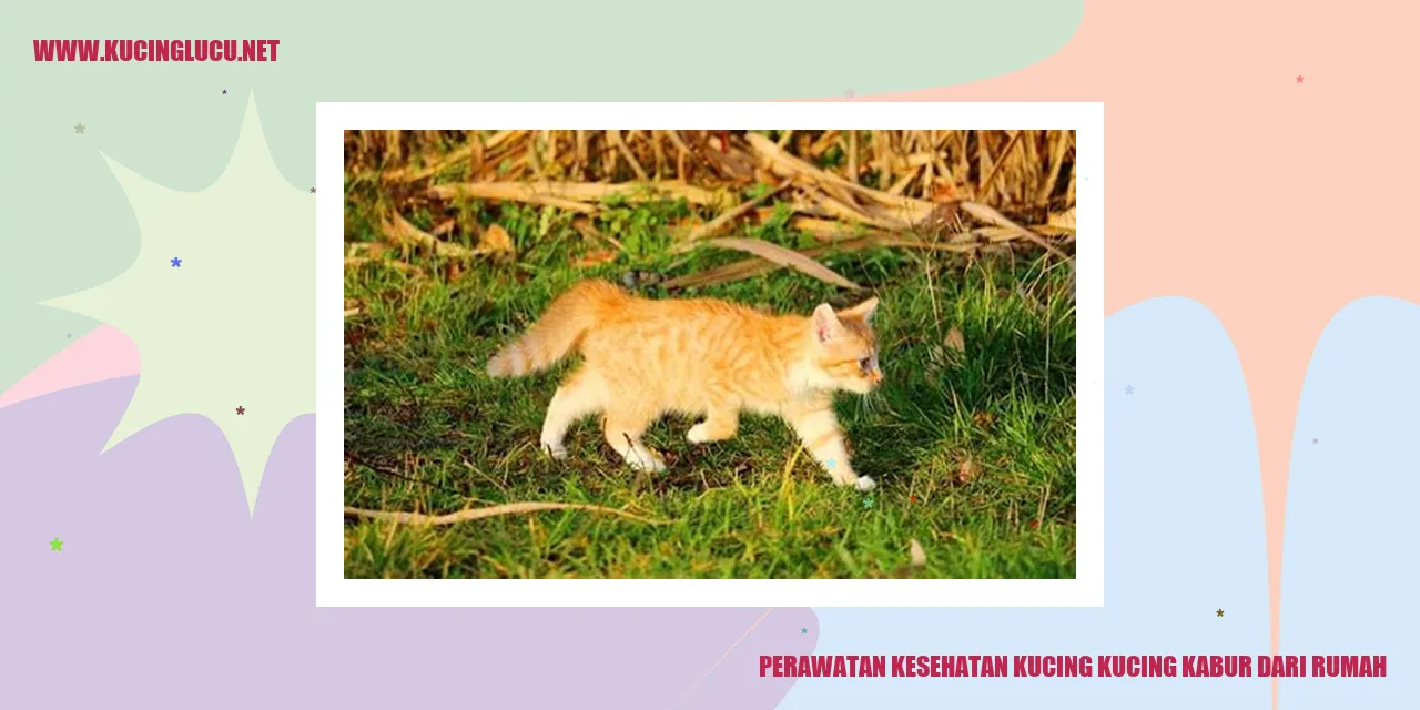 kucing