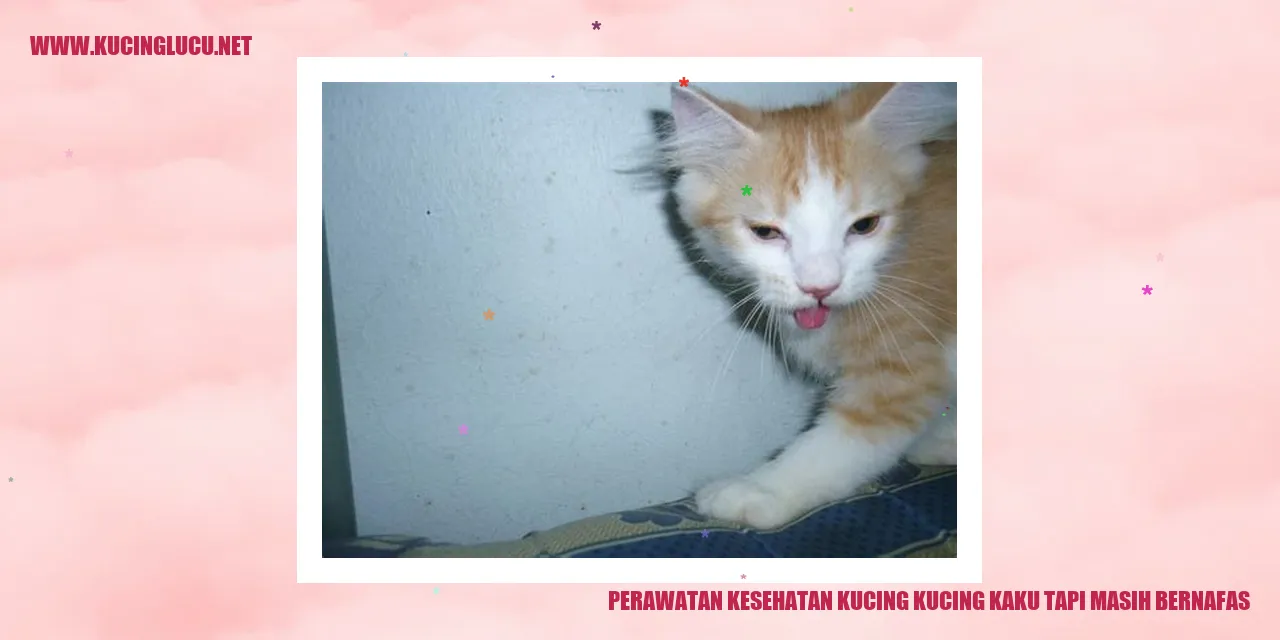 Perawatan Kesehatan Kucing