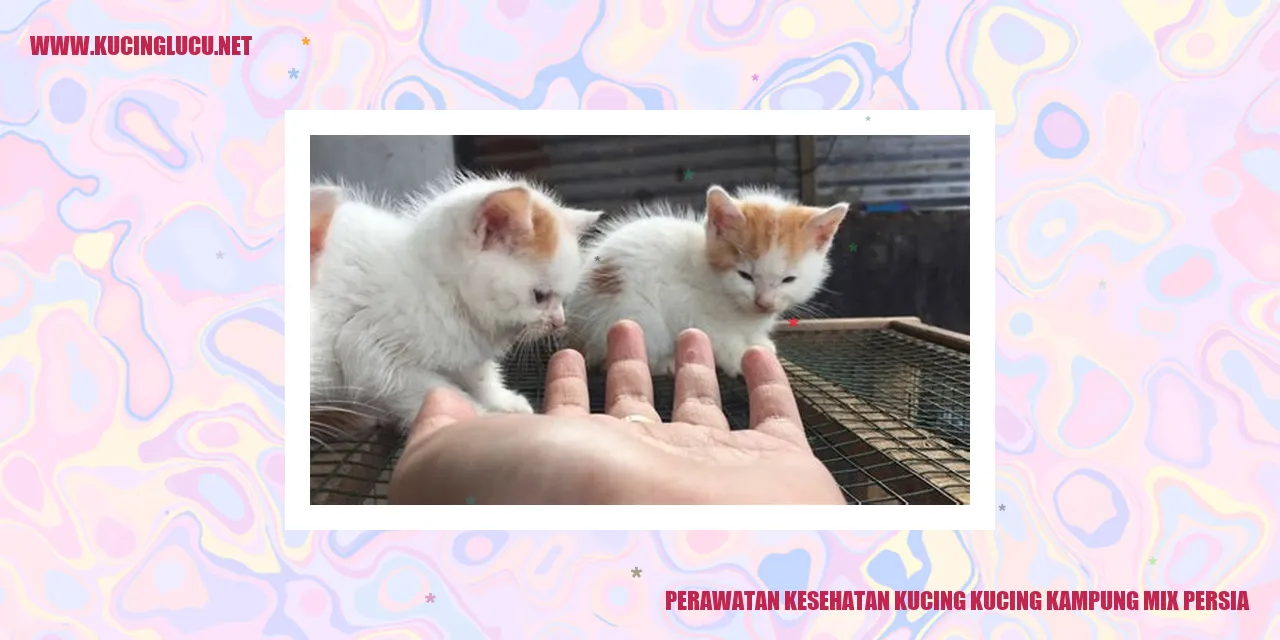 Perawatan Kesehatan Kucing Kampung Mix Persia