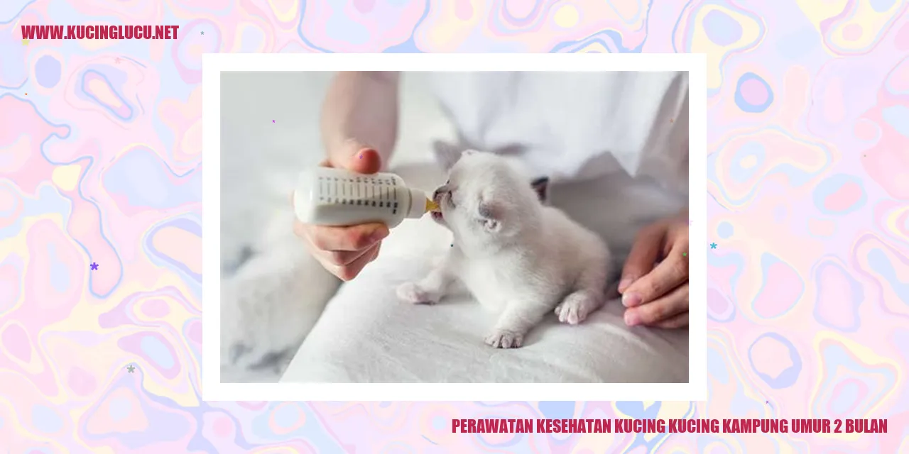 Perawatan Kesehatan Kucing Kampung Umur 2 Bulan