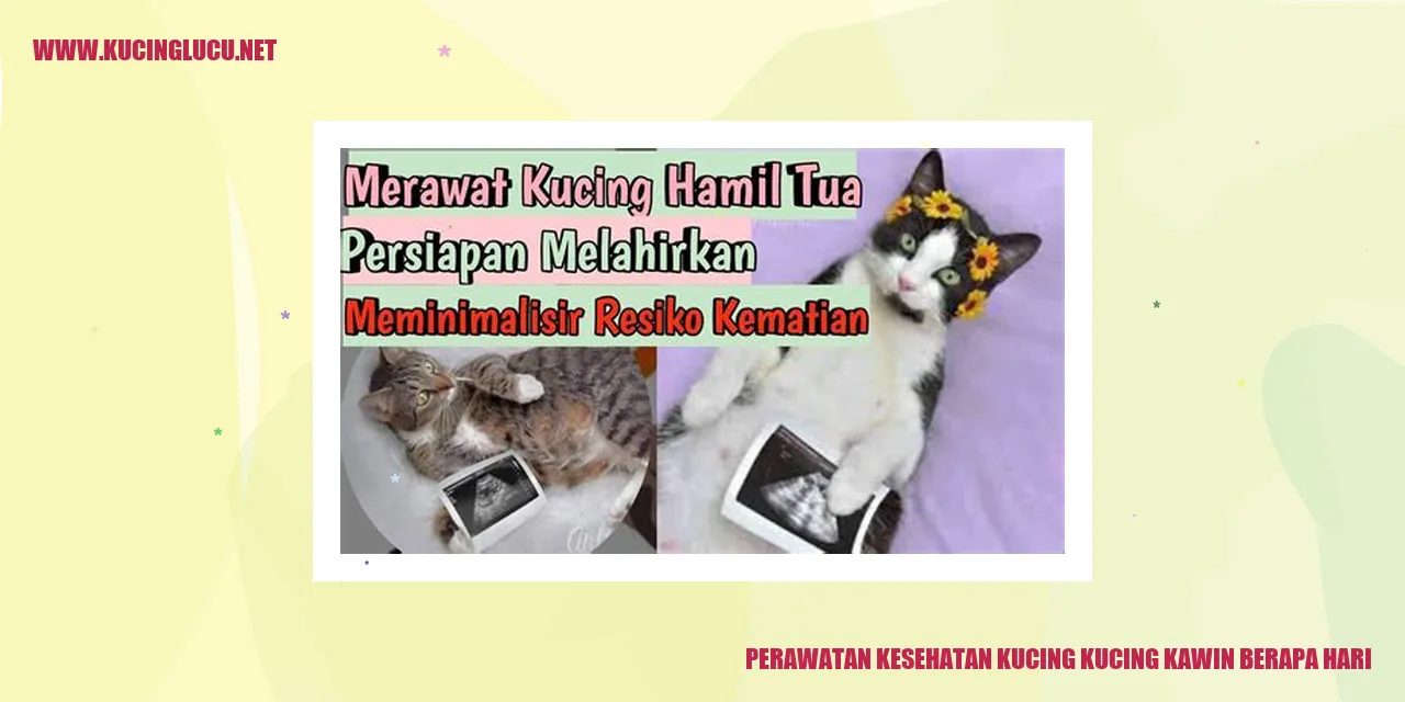 kucing kawin