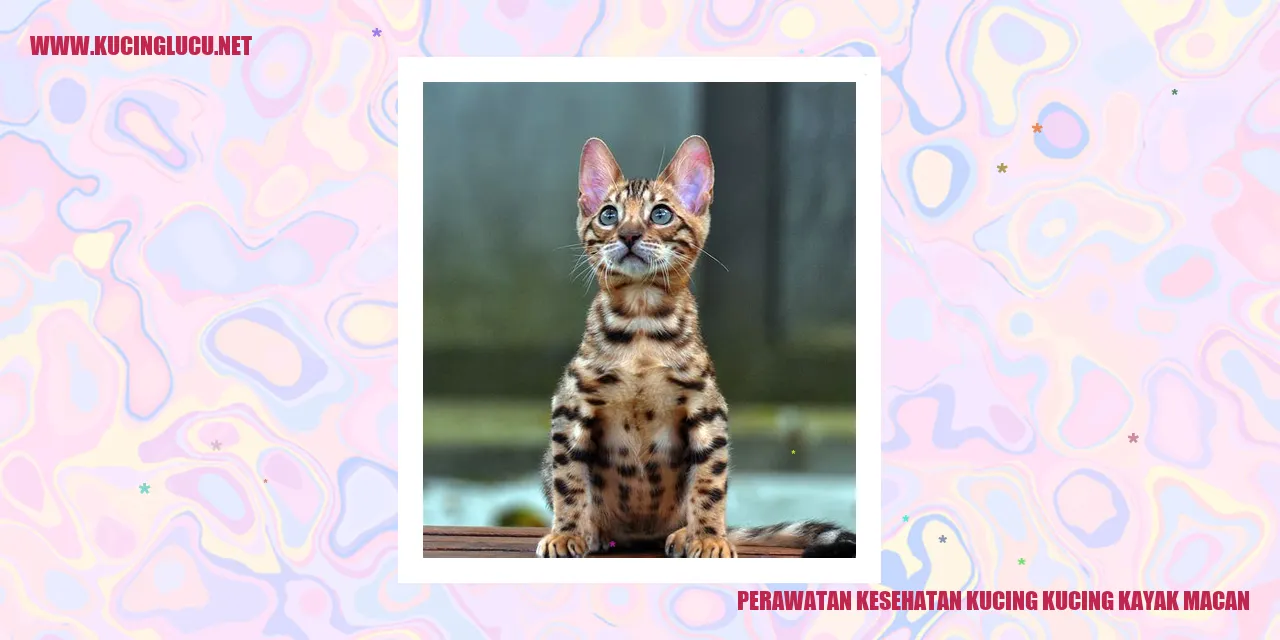 Perawatan Kesehatan Kucing