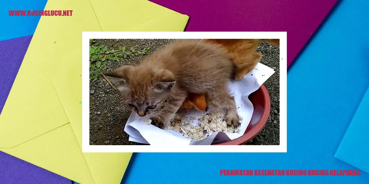 Kucing Kelaparan