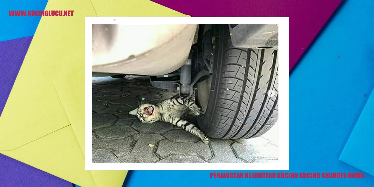 Perawatan Kesehatan Kucing kucing kelindes mobil