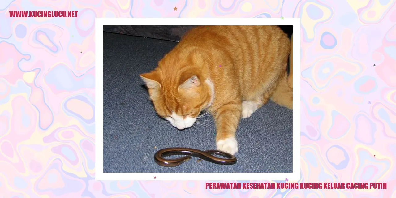 Perawatan Kesehatan Kucing