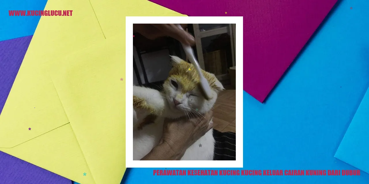 Kucing Sehat
