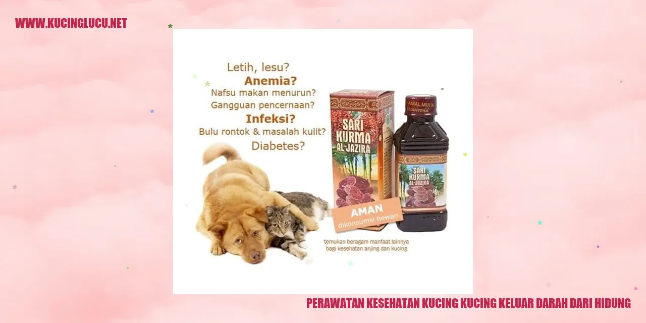 Gambar kucing mengalami keluarnya darah dari hidung