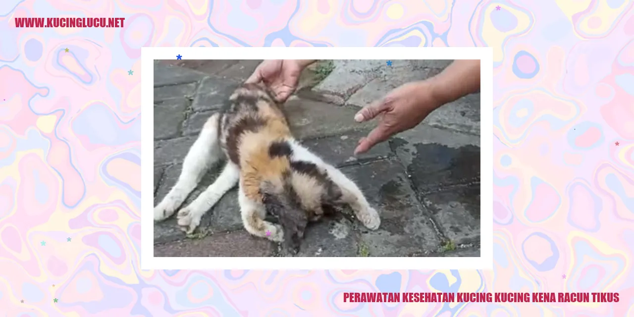 Gambar Kucing Terkena Racun Tikus