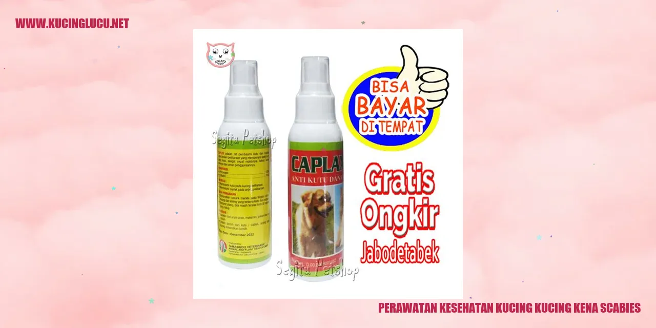 Gambar Kucing yang Terkena Scabies