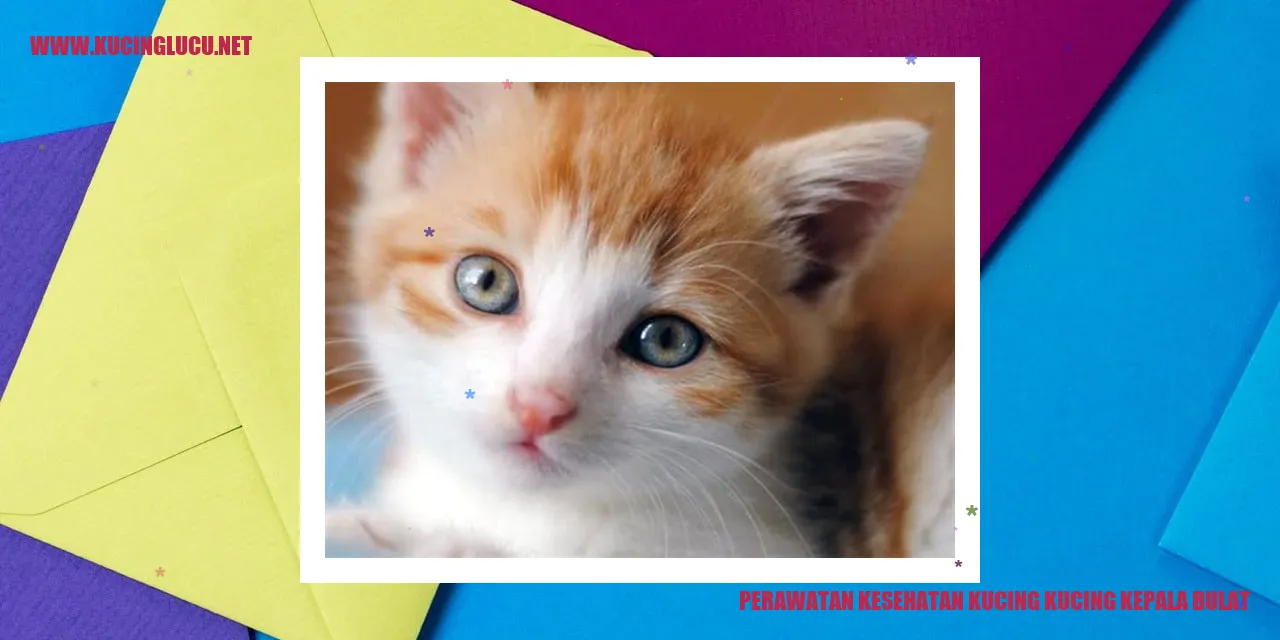 Perawatan Kesehatan Kucing dengan Kepala yang Bulat
