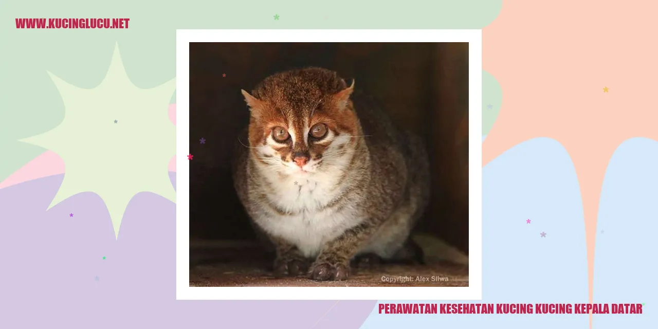 Gambar Perawatan Kesehatan Kucing Kucing Kepala Datar