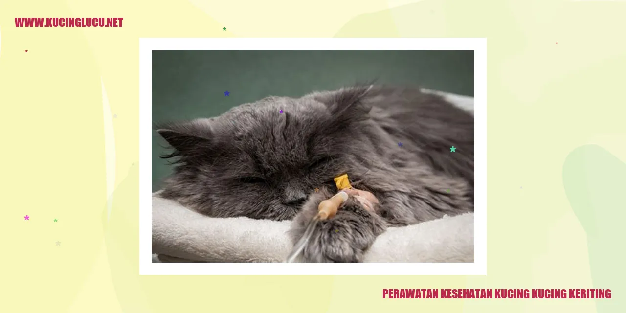 Perawatan Kesehatan Kucing Kucing Keriting