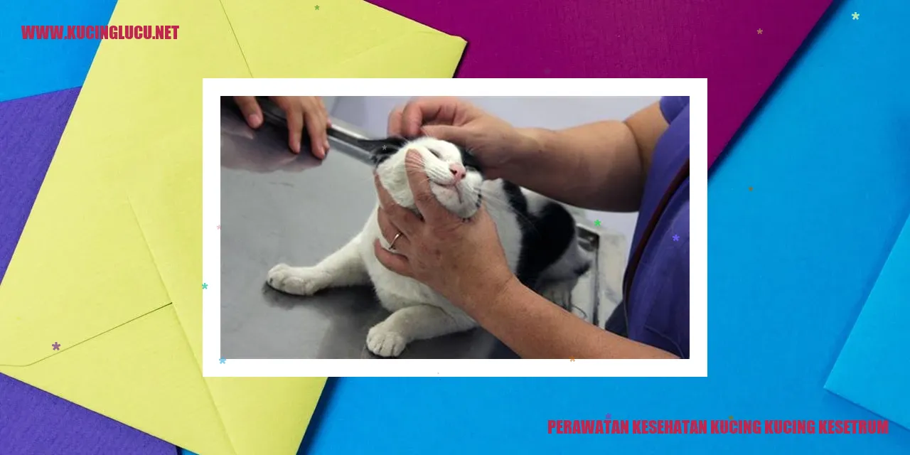 Gambar Kucing Kesetrum