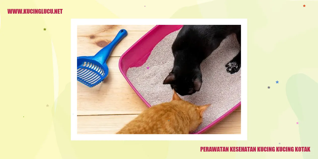 Perawatan Kesehatan Kucing Kucing Kotak