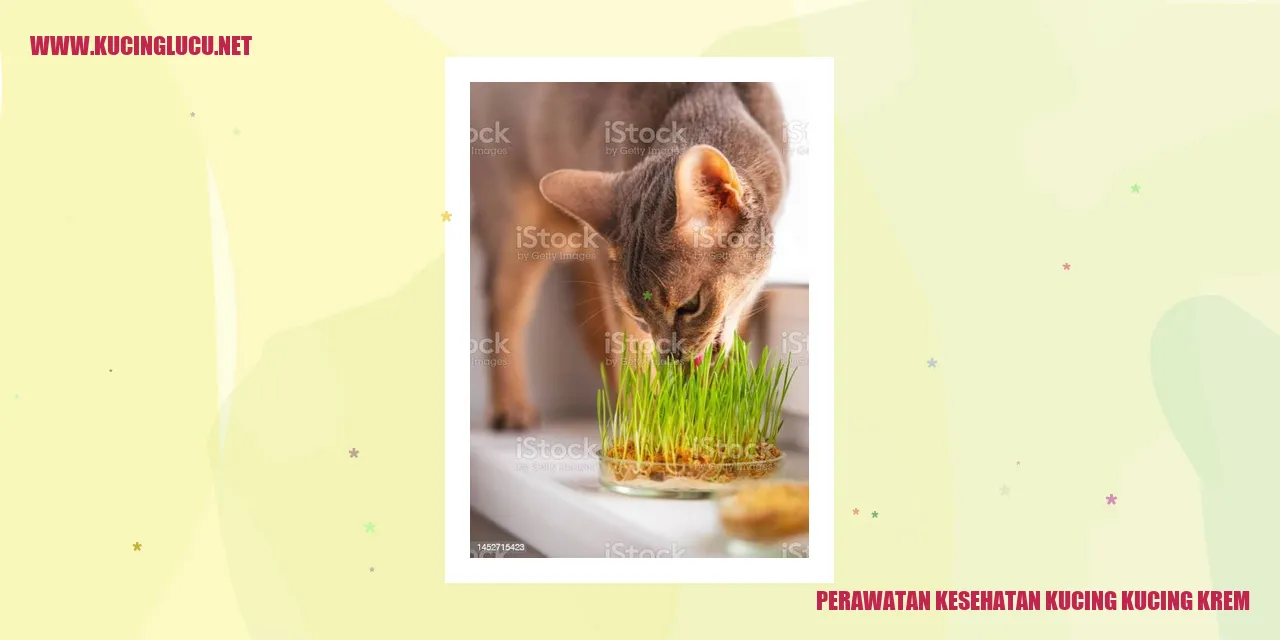 Kucing Krem yang Lucu