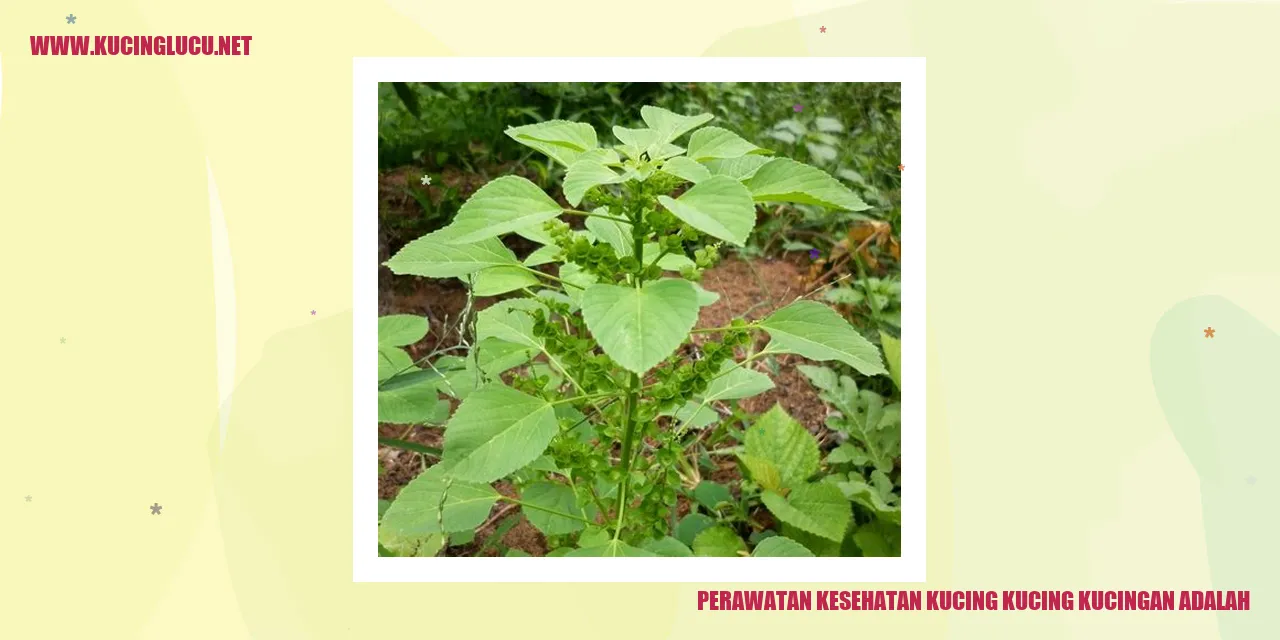 Perawatan Kesehatan Kucing