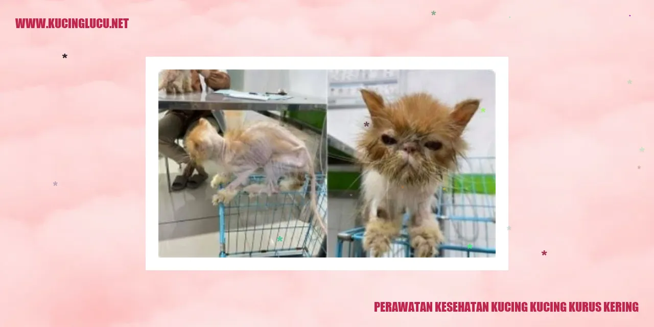 Perawatan Kesehatan Kucing kucing kurus kering