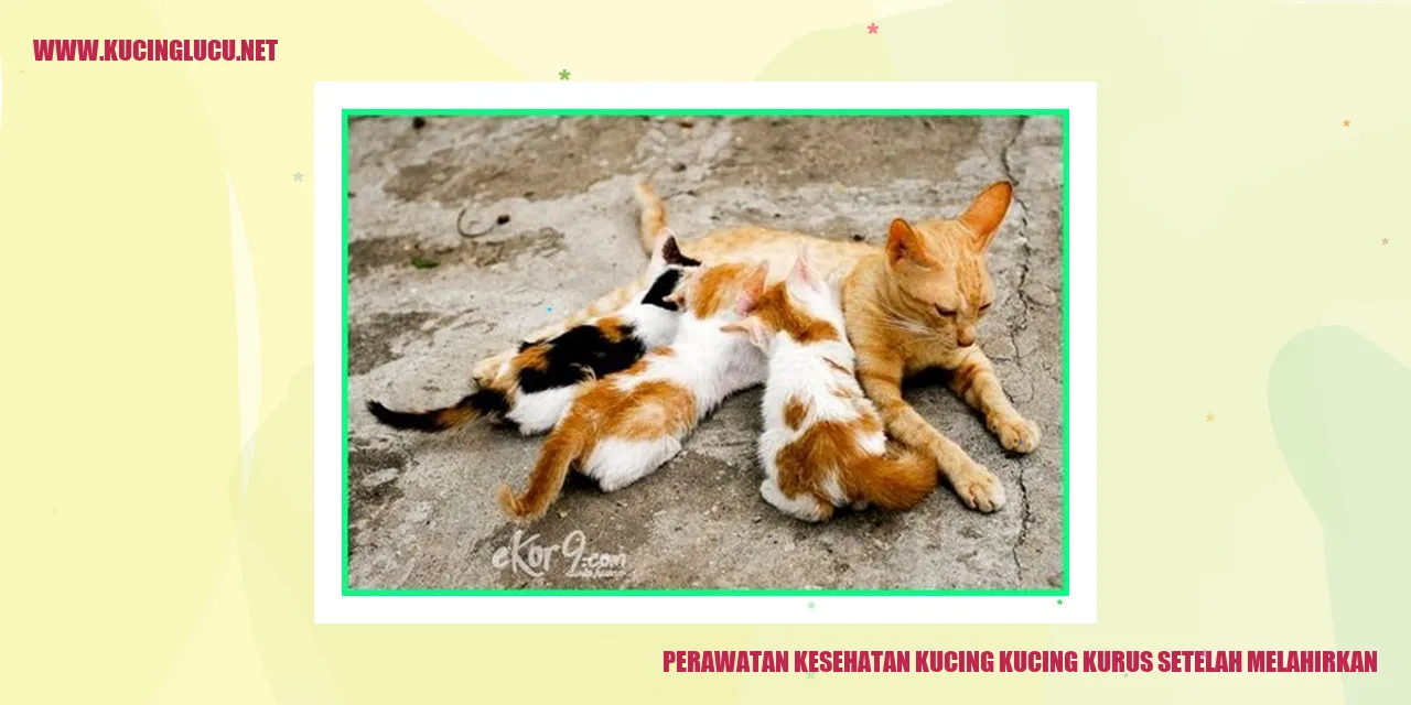 Perawatan Kesehatan Kucing kucing kurus setelah melahirkan