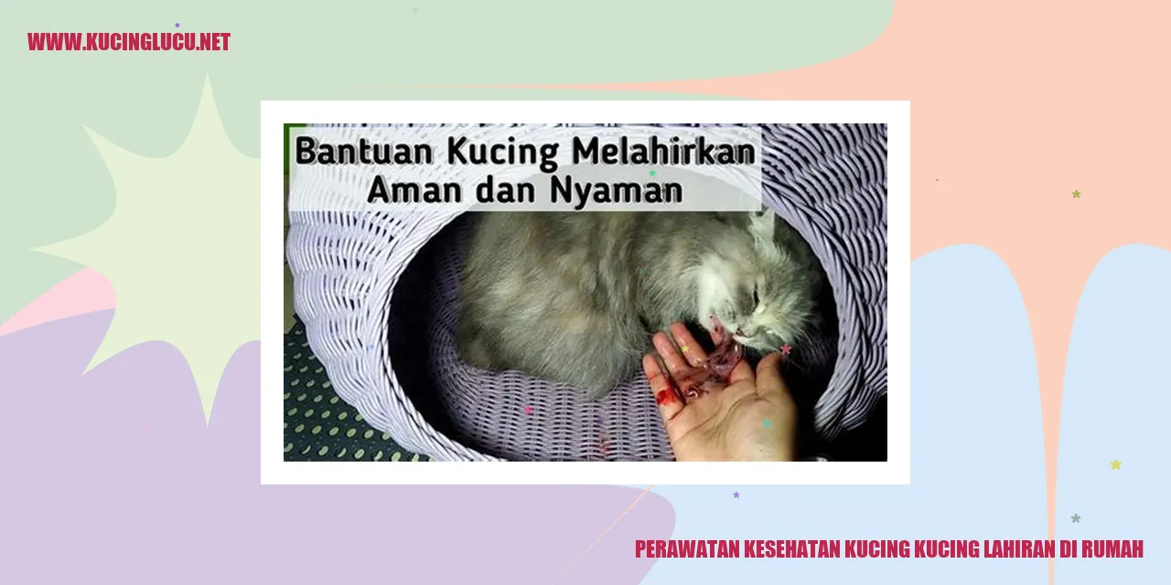 Perawatan Kucing Lahiran