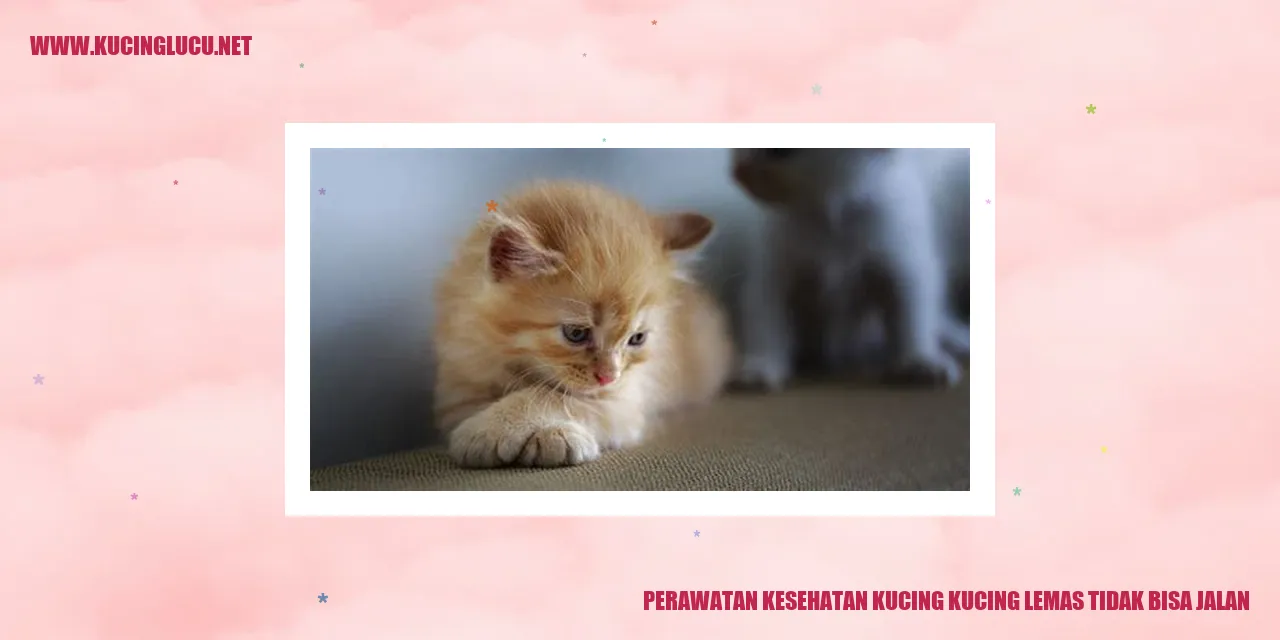 Kucing Lemas dan Tidak Bisa Berjalan