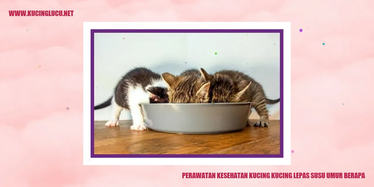 Perawatan Kesehatan Kucing