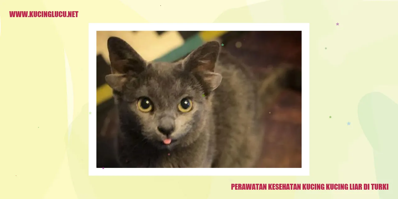Perawatan Kesehatan Kucing Liar di Turki
