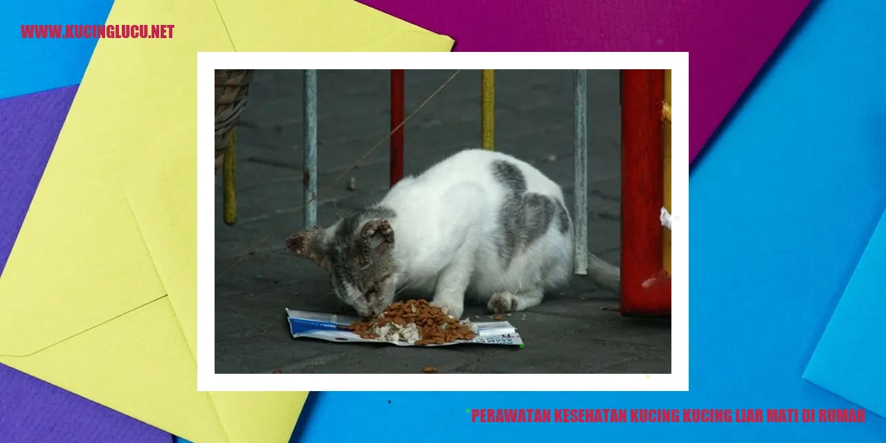Perawatan Kesehatan Kucing Liar