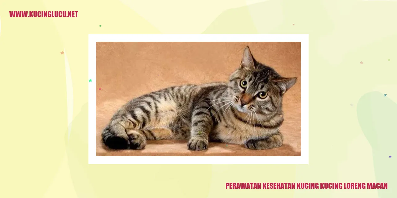 Gambar kucing loreng macan