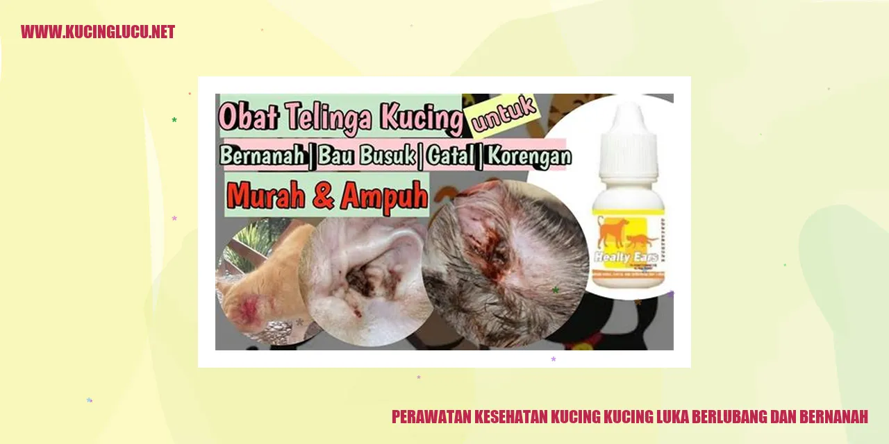 Perawatan Kesehatan Kucing dengan Luka Berlubang dan Bernanah