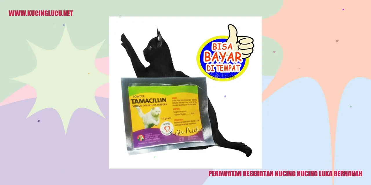 Perawatan Kesehatan Kucing luka bernanah
