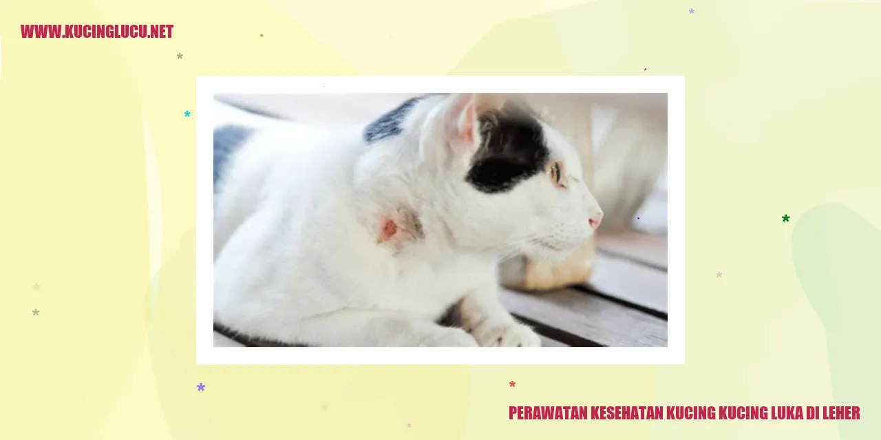 Perawatan Kucing dengan Luka di Leher