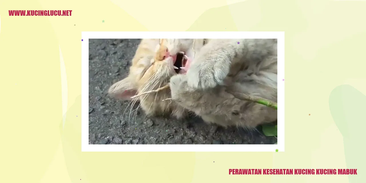 kucing mabuk