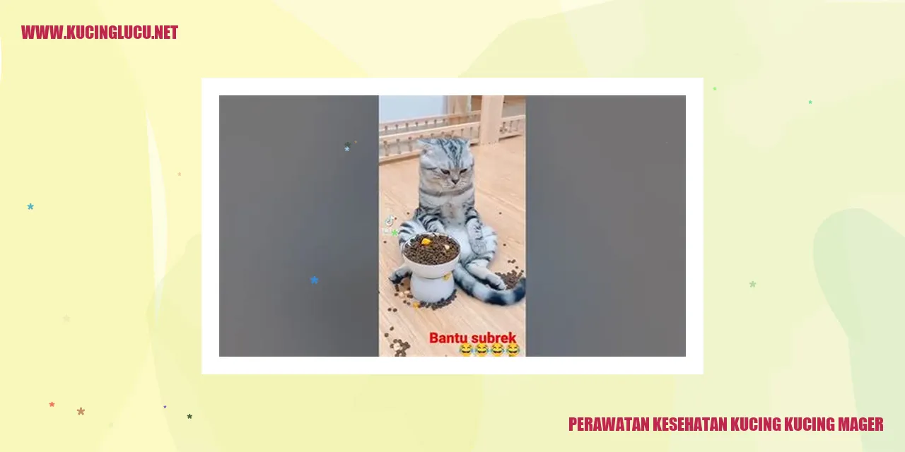 Perawatan Kesehatan Kucing yang Sedang Malas