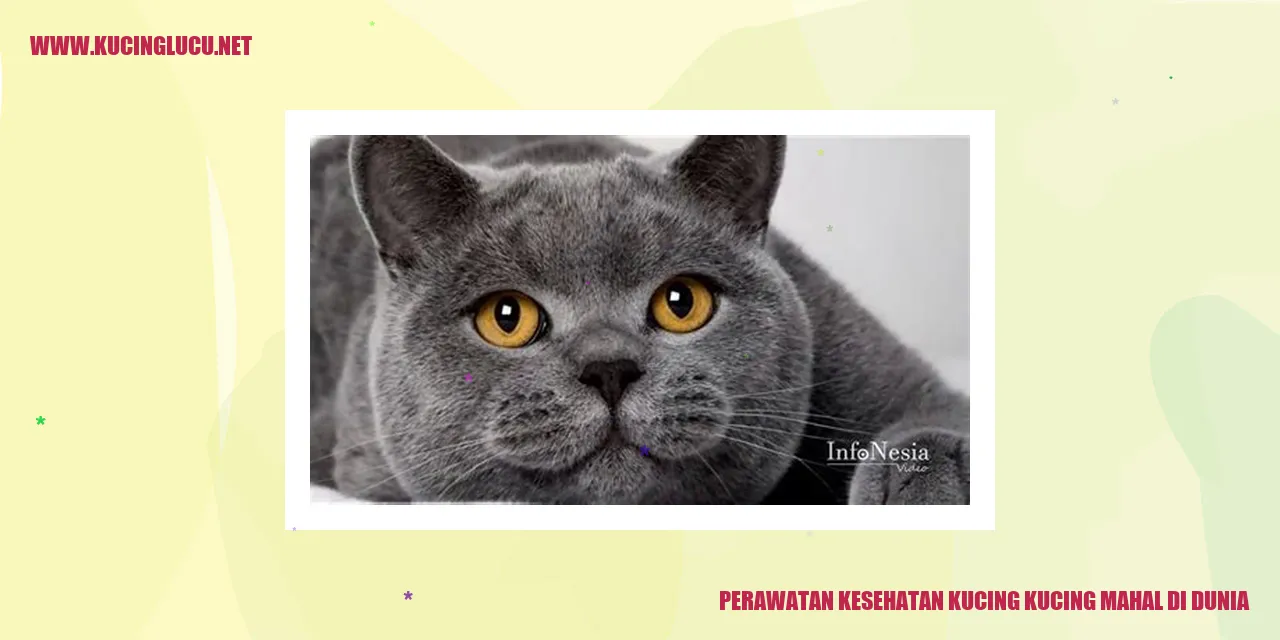 Perawatan Kesehatan Kucing kucing mahal di dunia