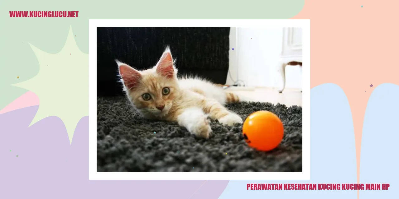 Gambar Kucing Main HP