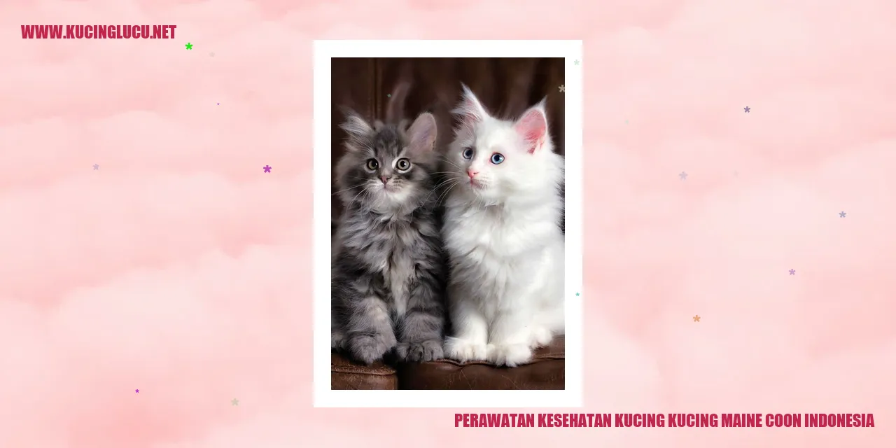 Perawatan Kesehatan Kucing Maine Coon Indonesia