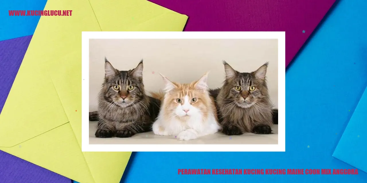 Perawatan Kesehatan Kucing Maine Coon Mix Anggora