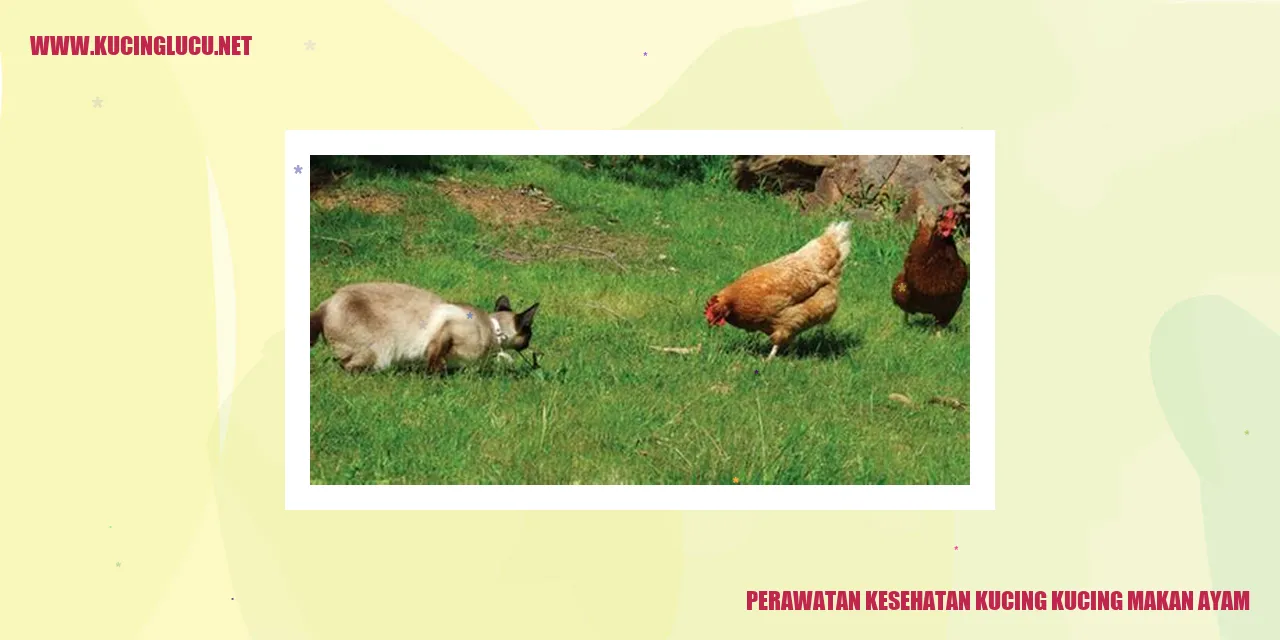 Perawatan dan Kesehatan Kucing yang Gemar Makan Ayam