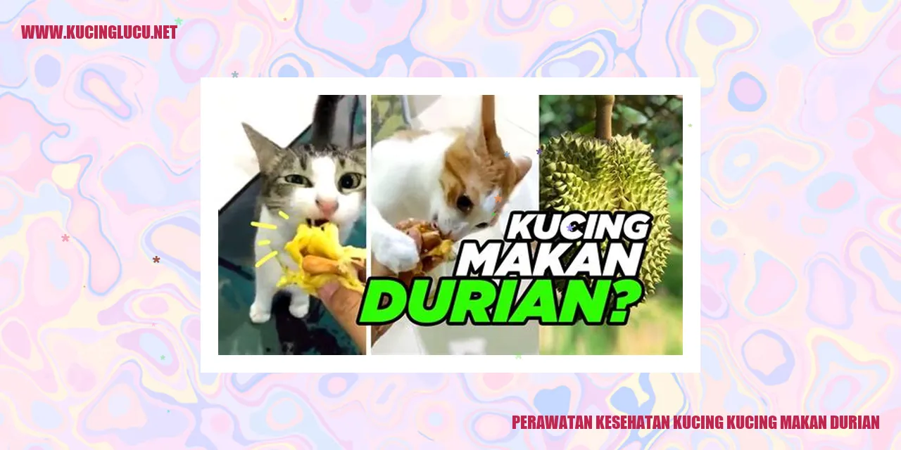 Gambar Kucing Sehat